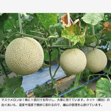 マスクメロン 2個