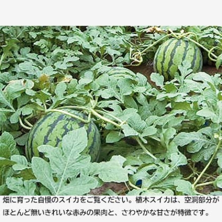 植木スイカとマスクメロン スイカ5kg、メロン1.5kg