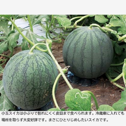 小玉スイカ・マスクメロン詰合せ 小玉スイカ1.6kg、マスクメロン1.4kg