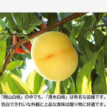 岡山の清水白桃 5個