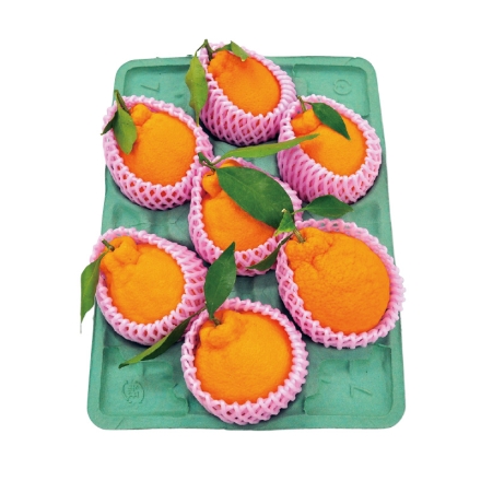 樹熟デコポン 1.7kg（5～9個）