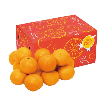 わけあり 清見タンゴール 3ｋｇ