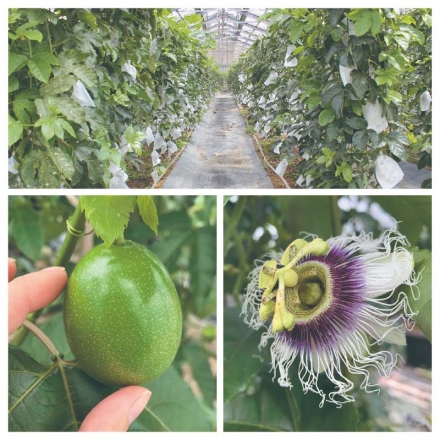 沖縄県産 パッションフルーツ800ｇ