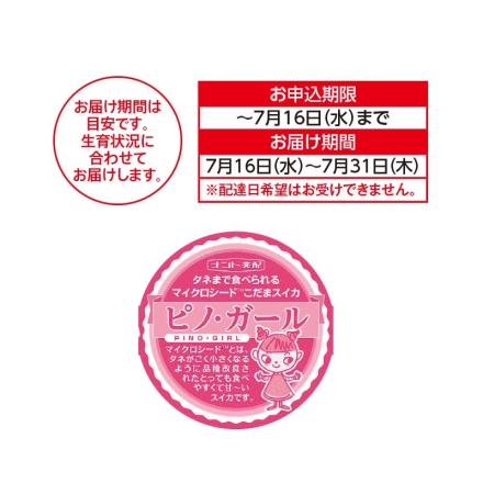 朝採り小玉すいか（ピノ・ガール）2個