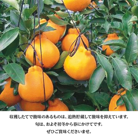 不知火 2.5ｋｇ