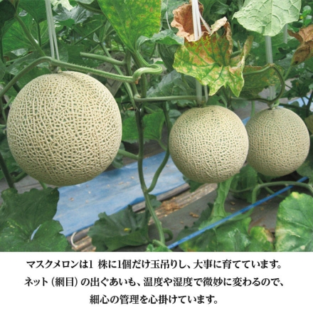 スイカ・メロン詰合せ スイカ3.5kg、マスクメロン1.4kg