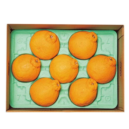 熊本産不知火 2.8kg（7～12個）