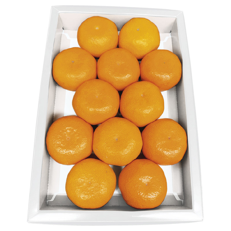 お中元のし付き 蒲郡ハウスみかんＡ 1.2kg（M：12個） 御中元 夏ギフト ギフト 贈答