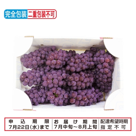 お中元のし付き 石川の種なしデラウェア 2kg（8～12房） 御中元 夏ギフト ギフト 贈答