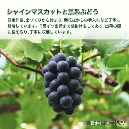 シャインマスカットと黒系ぶどう 1.3kg（シャインマスカット・黒系ぶどう 各1～2房）