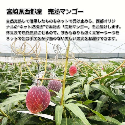 宮崎県西都産 完熟マンゴー 700g（2～3個）
