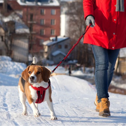 EZYDOG マトリー 102cm ブラック