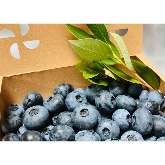 山元ヒルズファーム　無農薬ブルーベリー 500ｇ入