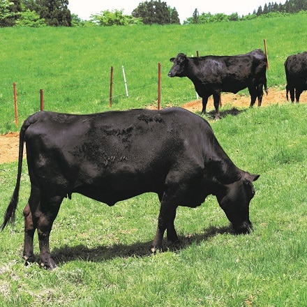 鹿児島県産 黒毛和牛 サーロインステーキ A5ランク 200g×3枚