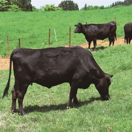 鹿児島県産 黒毛和牛 黒豚しゃぶしゃぶ 詰合せ 600g 各300g