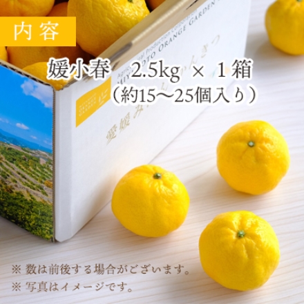 【数量限定】幻のかんきつ 媛小春 2.5kg