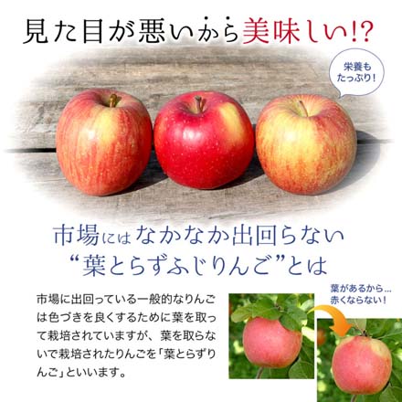 訳あり 青森県産 葉とらずふじりんご 2.5kg 東北ECグローバル