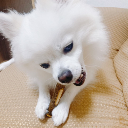 小豆島産オリーブの犬用歯みが木 S小型犬用 3本セット