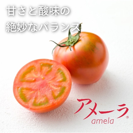 アメーラトマト 約1kg 高糖度トマト 産地直送 こだわり野菜 濃厚なトマトの味わい 化粧箱入