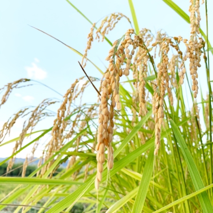 国産ブレンド米 食べ比べ つや姫ブレンド米＆新潟産ブレンド米 10kg(5kg×2)
