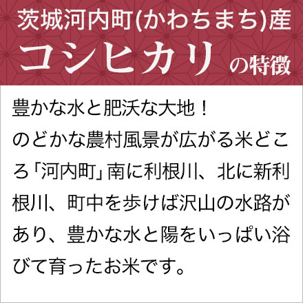 白米 茨城県河内町産 コシヒカリ 900g 令和7年産