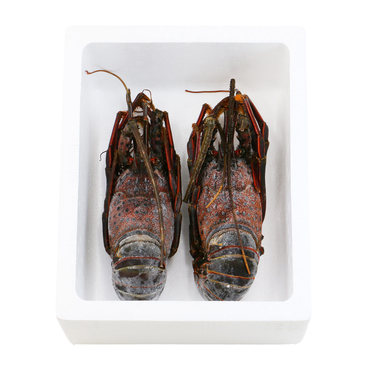 天然 伊勢海老 活〆 生冷凍 〔約300g×2尾〕 伊勢エビ【沖縄県・離島 配送不可】