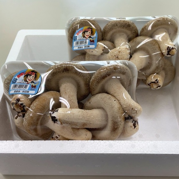 菌床生しいたけ Lサイズ 8玉×2P