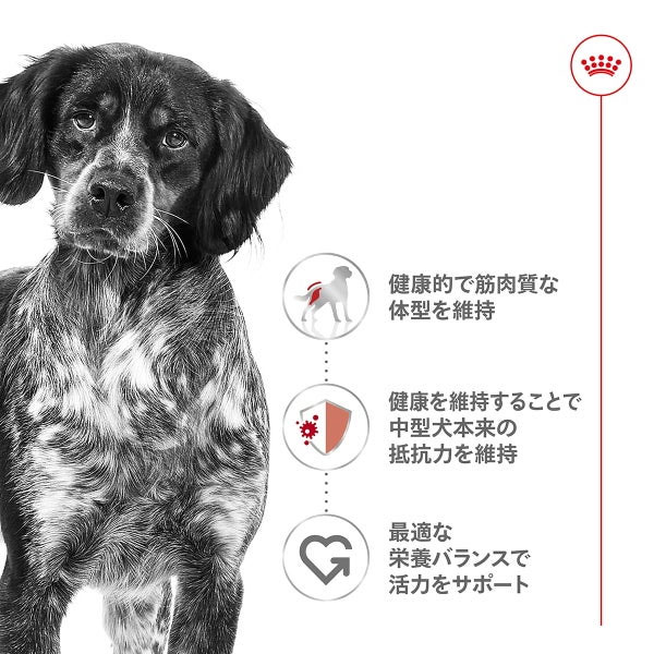 ロイヤルカナン ミディアム アダルト（中型犬専用フード 成犬用） 10kg
