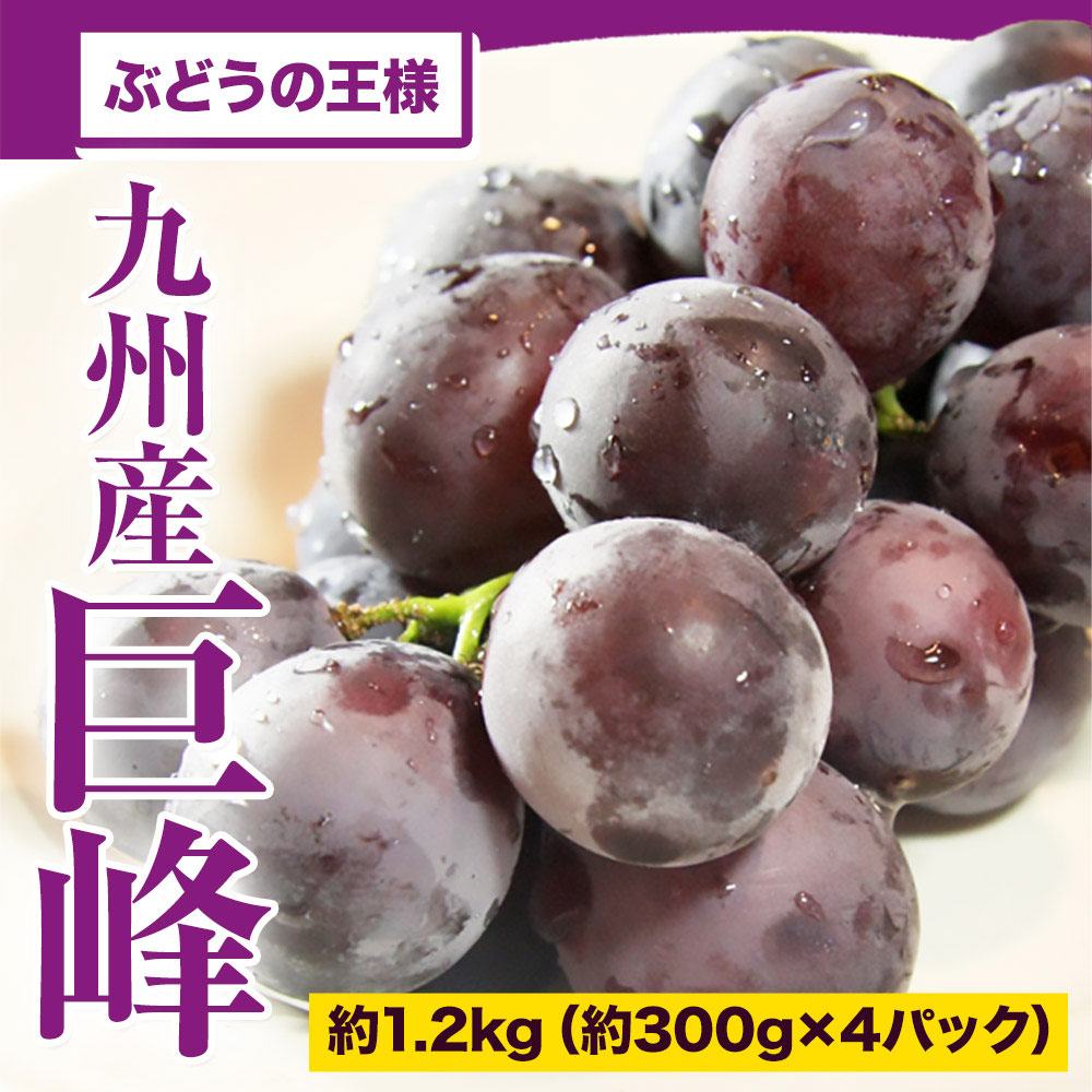 ぶどう ギフト 九州産 巨峰 1.2kg前後 お中元 ギフト 旬 フルーツ 葡萄 フルーツギフト 果物 食品 熊本 《3-7営業日以内に出荷予定》