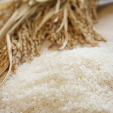 雪温精法 新潟産こしひかり 10kg 令和6年産