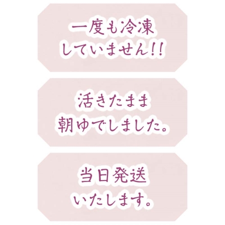 北海道根室からの朝ゆで毛がに 1杯 送料込み