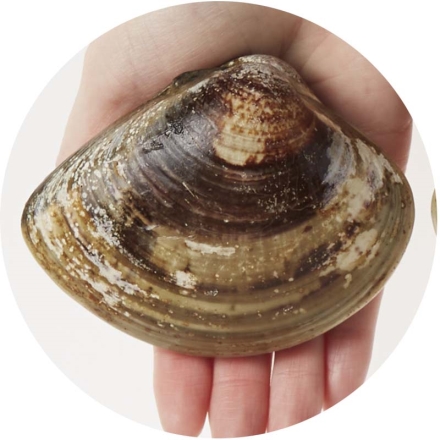 冷凍 愛知三河湾産「 天然特大はまぐり 」150ｇ×3個 送料込み