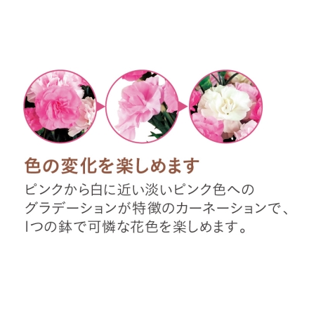 カーネーション「 いちごソフト（Ｒ） 」 サイズ（約）＝高さ35cm 鉢／直径15cm（5号鉢） 母の日 送料込み