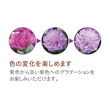 カーネーション「 ブルーベリーソフト 」 サイズ（約）＝高さ35cm 鉢／直径15cm（5号鉢） 母の日 送料込み