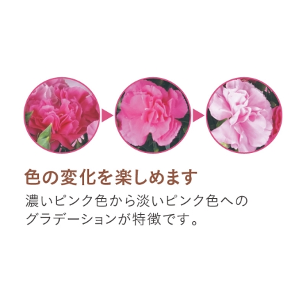 カーネーション「 チェリーソフト 」 サイズ（約）＝高さ35cm 鉢／直径15cm（5号鉢） 母の日 送料込み