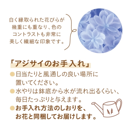 アジサイ「 万華鏡 」 サイズ（約）＝高さ50cm 鉢／直径15cm（5号鉢） 母の日 送料込み