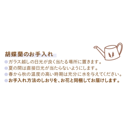 デンドロビューム「 マザーピンク 」 サイズ（約）＝高さ45cm 鉢／直径12cm（4号鉢） 母の日 送料込み