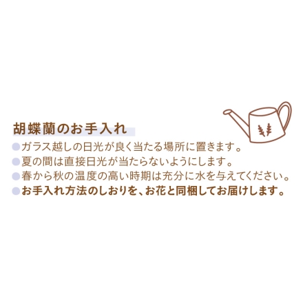 ミディ胡蝶蘭「 スイートスマイル 」 サイズ（約）＝高さ40cm 鉢／直径12cm（4号鉢） 母の日 送料込み