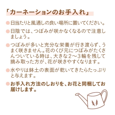 カーネーション「 感謝の気持ち 」 サイズ（約）＝高さ35cm 鉢／直径15cm（5号鉢） 母の日 送料込み