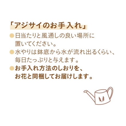 アジサイ「 茜 」 サイズ（約）＝高さ40cm 鉢／直径15cm（5号鉢） 母の日 送料込み