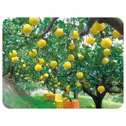 家庭用 おおぐしさんちの土佐文旦3ｋｇ