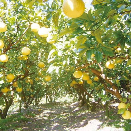 家庭用 土佐文旦4ｋｇ