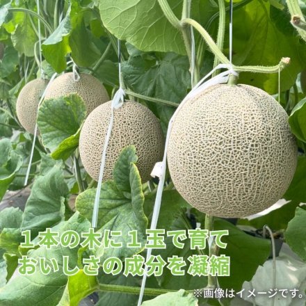 マスクメロン 2個入