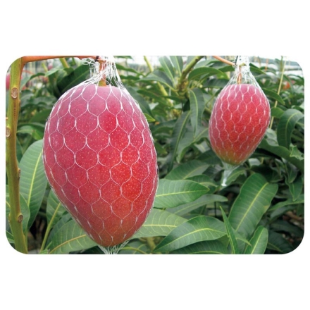 宮崎県 西都産 ミニマンゴー 750g（3玉）