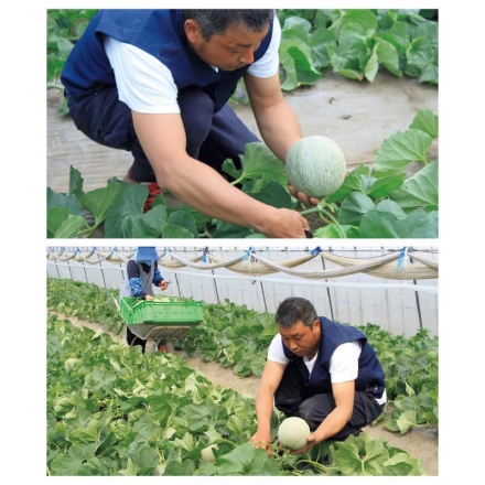 夕張メロン 優品 1個