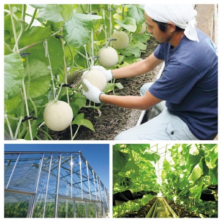 クラウンメロン 1個