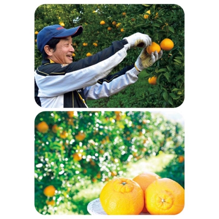 デコポン・甘夏缶詰セット 各3缶