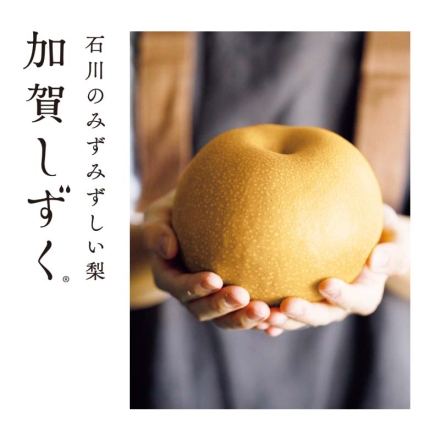 石川県産 加賀しずく 1kg（2個）
