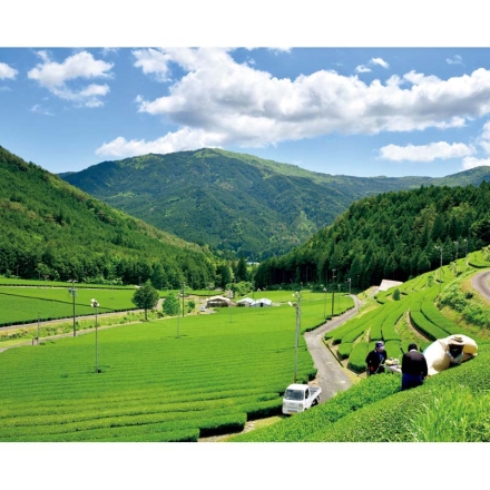 お歳暮のし付き 美濃白川茶 香一趣 白川煎茶「 香 」80ｇ、白川煎茶「 趣 」100ｇ