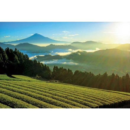 お歳暮のし付き 茶師九段監修清山茶師さえみどりブレンド 2袋